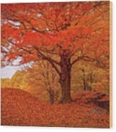 Sturdy Maple In Autumn Orange Wood Print