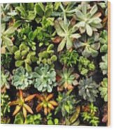 Succulent Wood Print