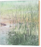 Summer Lake Reeds Wood Print