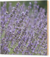 Summer Lavender Wood Print