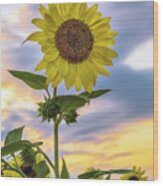 Summer Sunflower 2 Wood Print