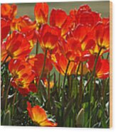 Sun-drenched Tulips Wood Print