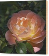 Sun-kissed Rose Wood Print