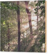Sun Rays In Virginia Wood Print