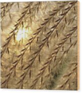 Sun Through The Seeds -  Pampas Grass Backlit By Sun Wood Print