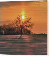 Suncatcher - Sunset With Sun Pillar Behind A Solitary Oak Tree In Winter Wi Field Wood Print