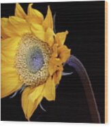 Sunflower 031708 Wood Print