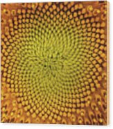 Sunflower Abstract Wood Print