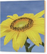 Sunflower Against Blue Sky Wood Print