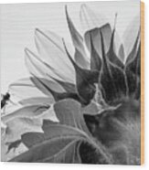 Sunflower And The Busy Bee Wood Print