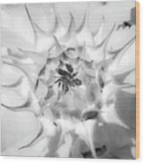 Sunflower Blossom Black And White Abstract Wood Print
