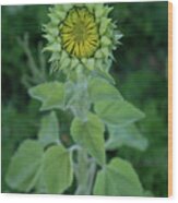 Sunflower Bud Wood Print
