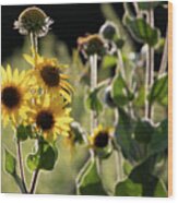 Sunflower Collection - Bottom Wood Print