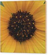 Sunflower Wood Print