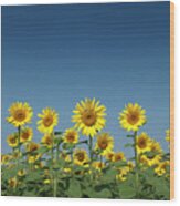 Sunflower Field In India Wood Print