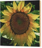 Sunflower In Bloom Wood Print