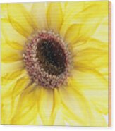 Sunflower Of Peace No.1 Wood Print