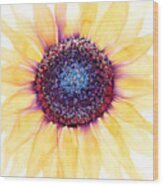 Sunflower Of Peace No.4 Wood Print