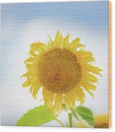 Sunflower Sky Wood Print