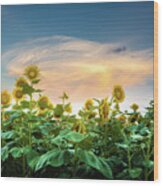 Sunflower Sunset Autaugaville Alabama Wood Print