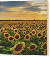 Sunflower Sunset Wood Print