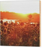 Sunflower Sunset Wood Print