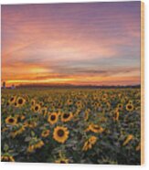 Sunflower Sunset Wood Print