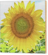 Sunflower Tote Wood Print