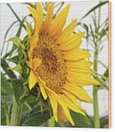 Sunflower With Corn Wood Print