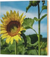 Sunflowers 1 Wood Print