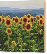 Sunflowers A3925 Wood Print