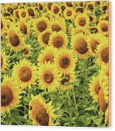 Sunflowers As Far As The Eye Can See Wood Print