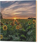 Sunflowers At Sunset Wood Print