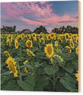 Sunflowers At Sunset Wood Print