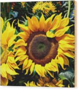 Sunflowers Wood Print