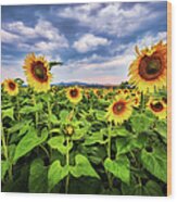 Sunflowers A6445 Wood Print