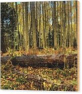 Sunlight Through Fall Forest Wood Print