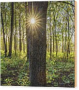 Sunlight Through The Trees Wood Print