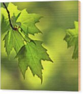 Sunlit Maple Leaves In Spring Wood Print
