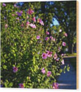 Sunlit Pink Flowers Wood Print