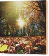 Sunny Fall Leaves Wood Print