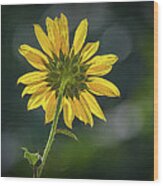 Sunny Sunflower Following The Sun With Enhancements Wood Print