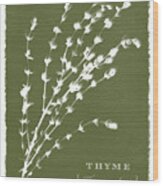 Sunprinted Herbs In Green - Thyme - Art By Jen Montgomery Wood Print