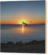 Sunrise Seagull Silhouette Wood Print