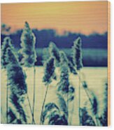 Sunset On The Marsh With Grasses Movement Nature Landscape Photo Wood Print