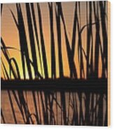 Sunset Through The Reeds Wood Print