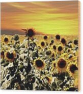 Sunset With Sunflowers Wood Print