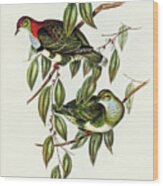 Superb Fruit Pigeon, Ptilinopus Superbus Wood Print