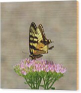 Swallowtail Butterfly Endures Wood Print