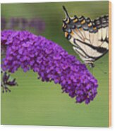 Swallowtail On Butterfly Bush Wood Print